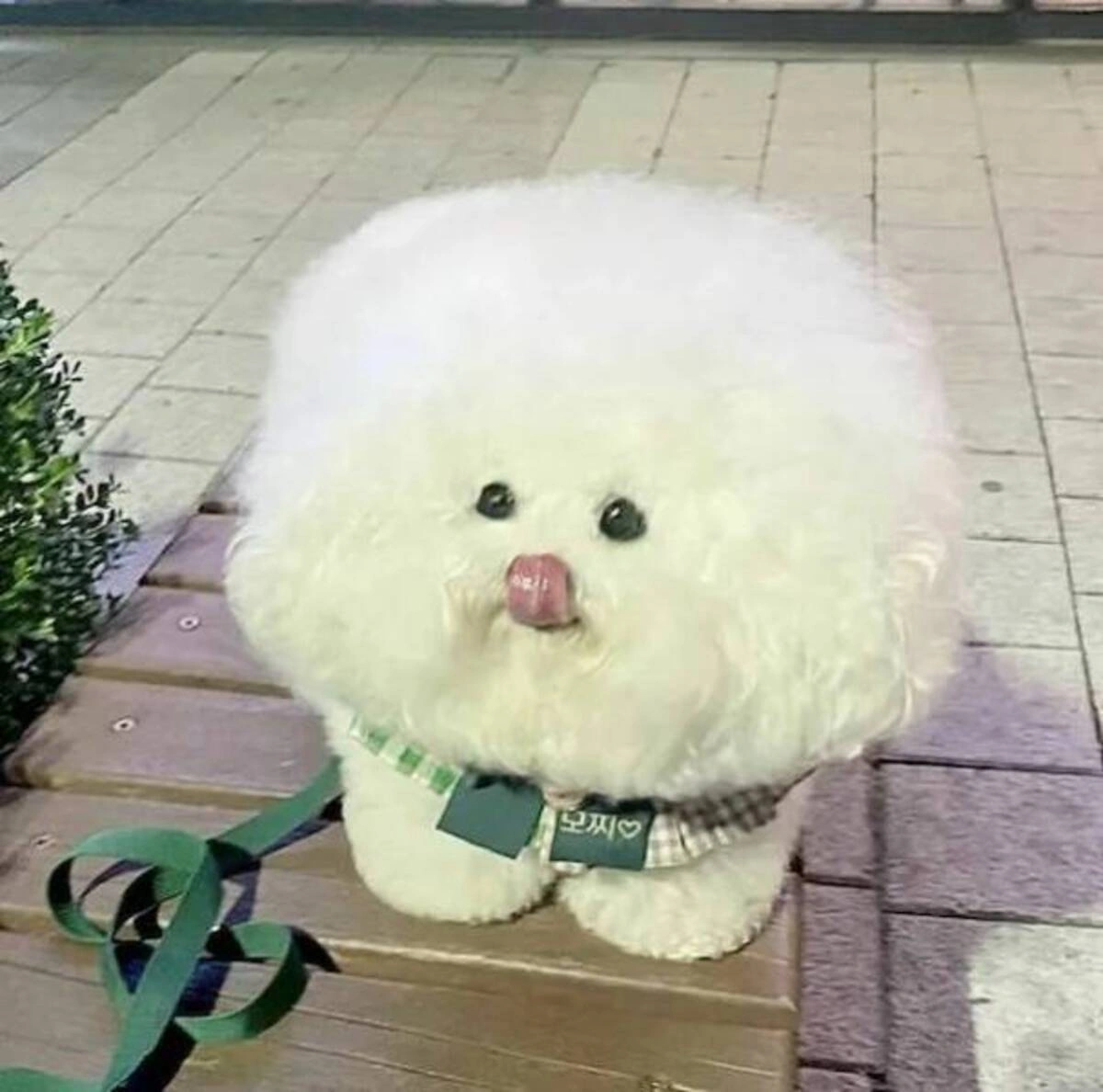 Weekend Wackiness: 48 Whimsical Randoms Unfazed by an Acorn