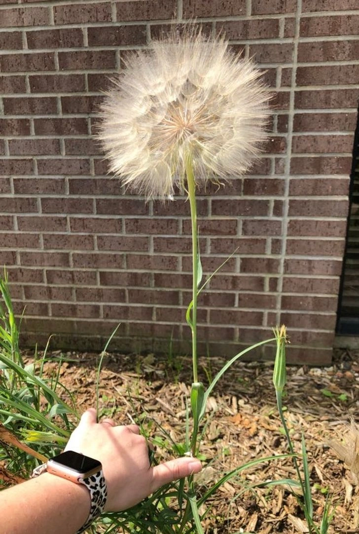 40 Oversized Editions of Everyday Objects