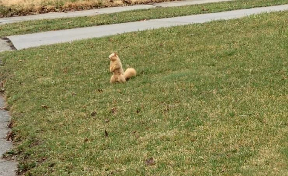 39 Captivating Snapshots from the Neighborhood
