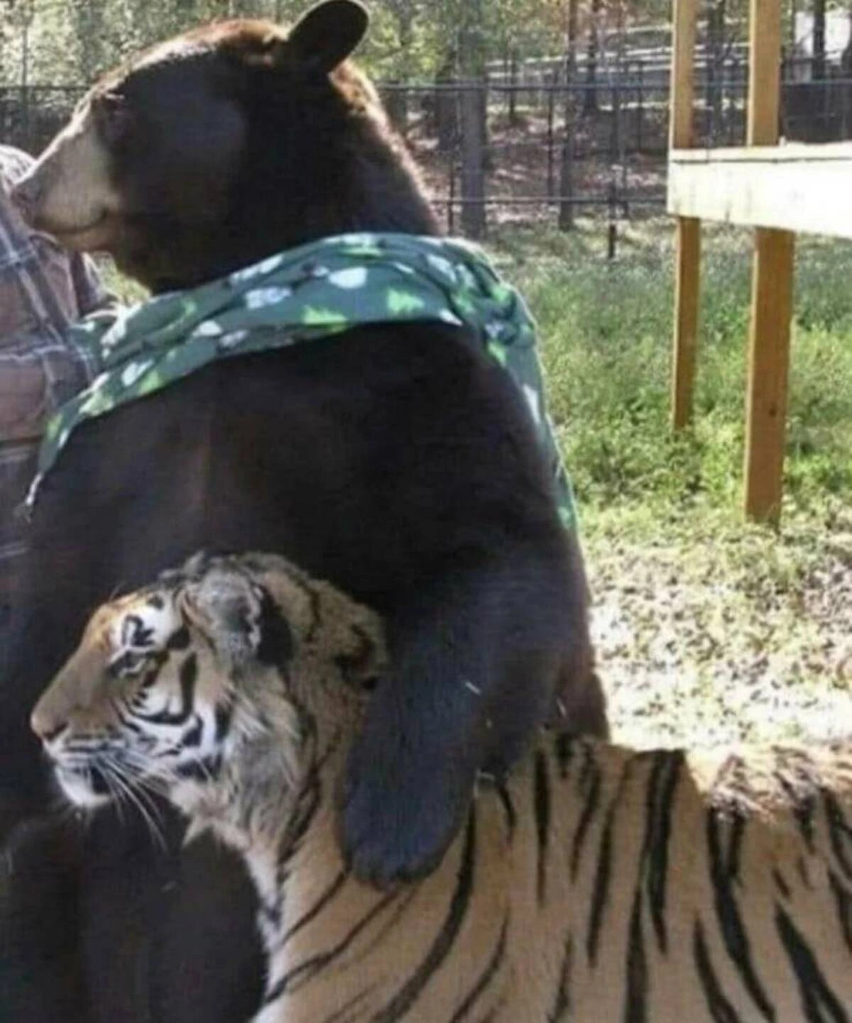 Noon Nonsense: 45 Hilarious Memes and Pics to Brighten Your Day