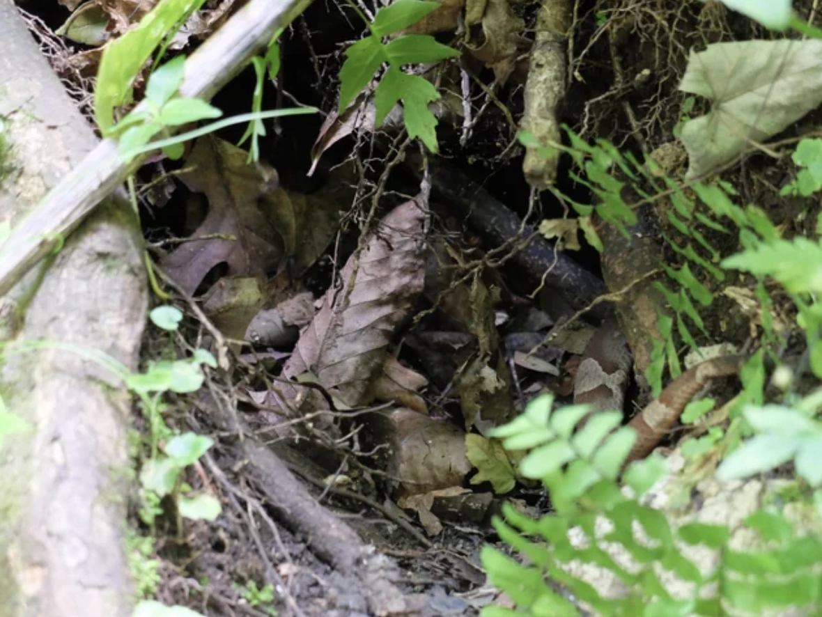 Discover 21 Challenging Hidden Object Images for Fans of I Spy of Any Age