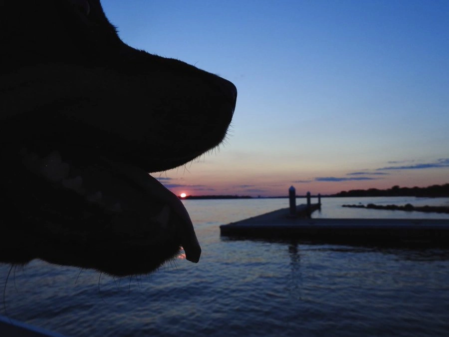 25 Photos Captured at the Perfect Moment That Resemble Something Different