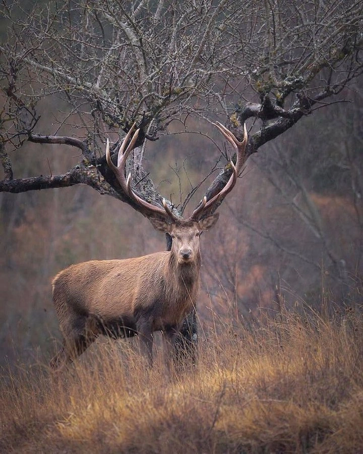 25 Photos Captured at the Perfect Moment That Resemble Something Different