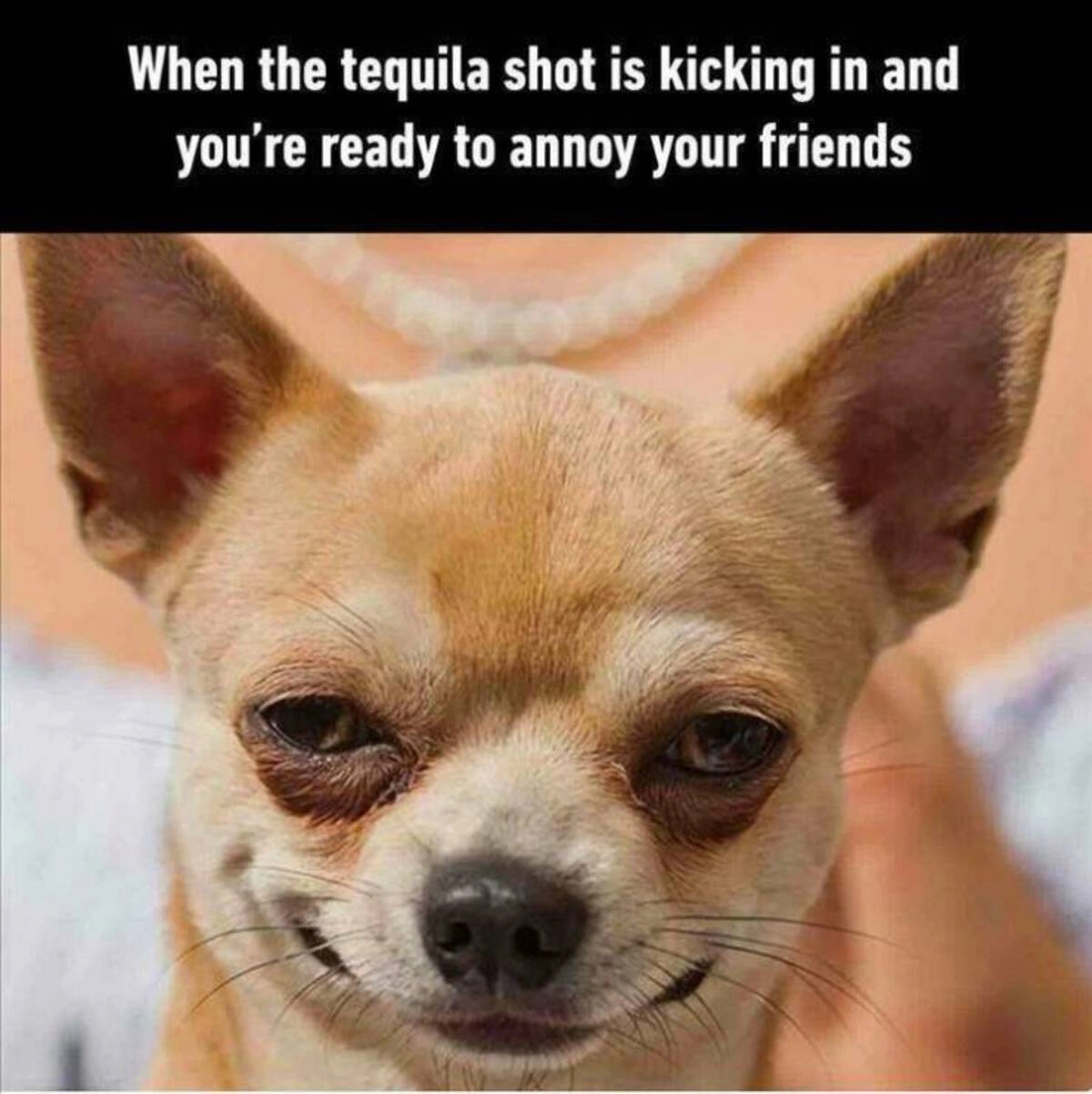 42 Entertaining Images to Energize Your Day