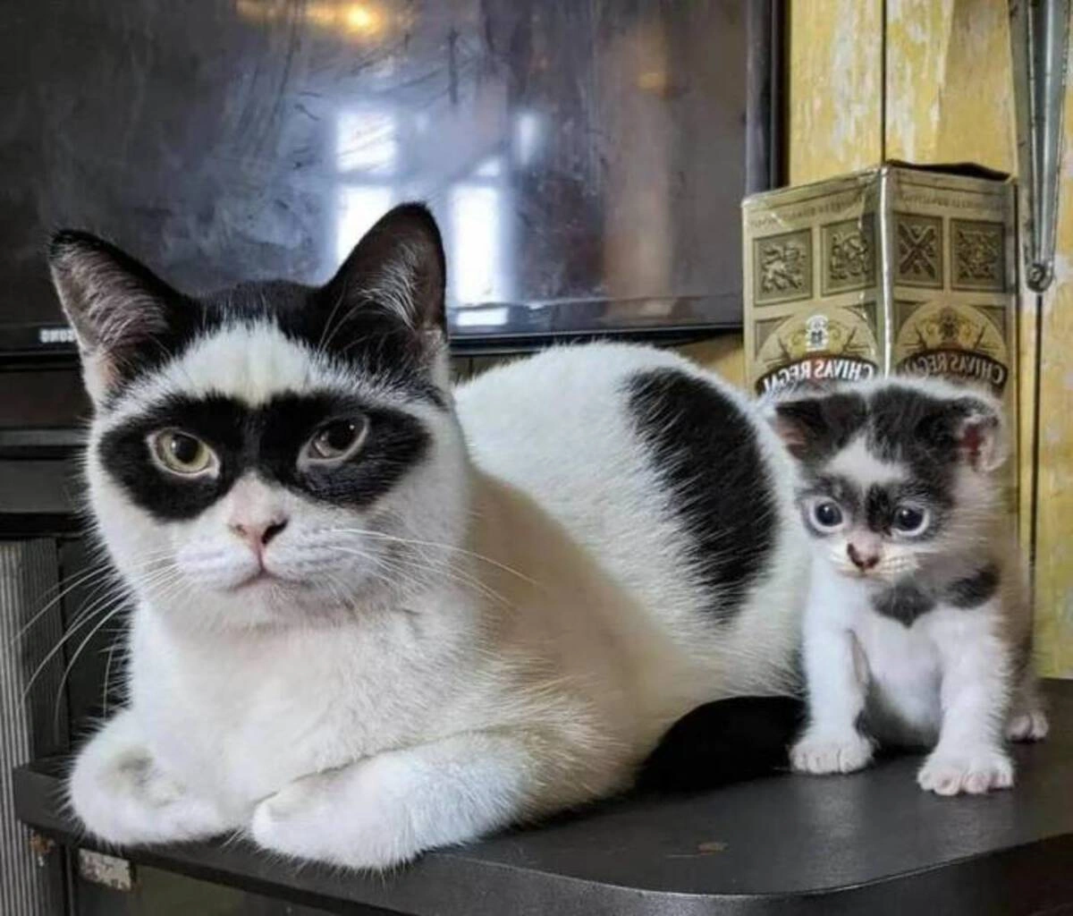 42 Entertaining Images to Energize Your Day