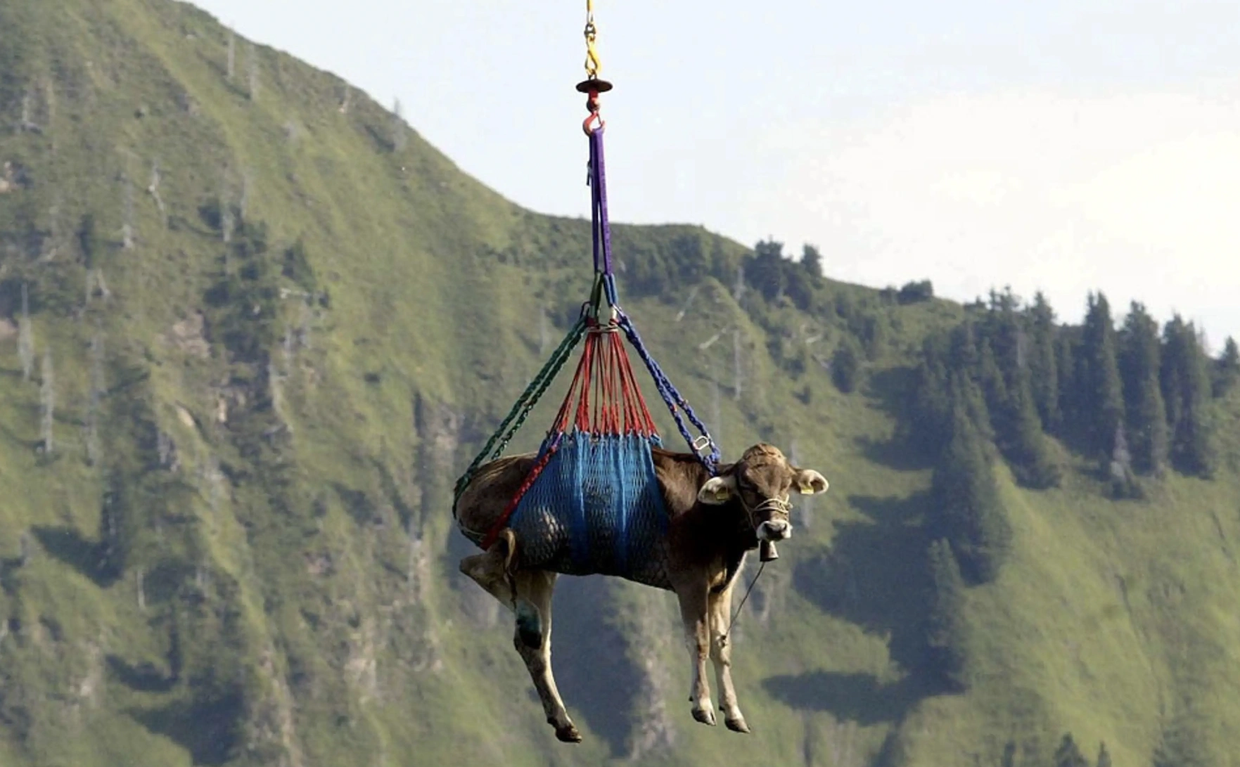 The Outlandish Methods of Transporting Oversized Creatures from Point A to Point B