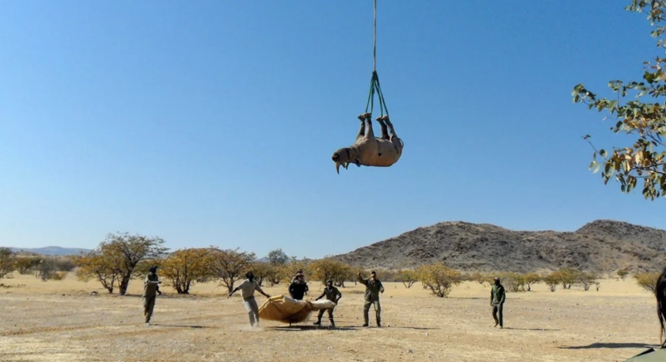 The Outlandish Methods of Transporting Oversized Creatures from Point A to Point B