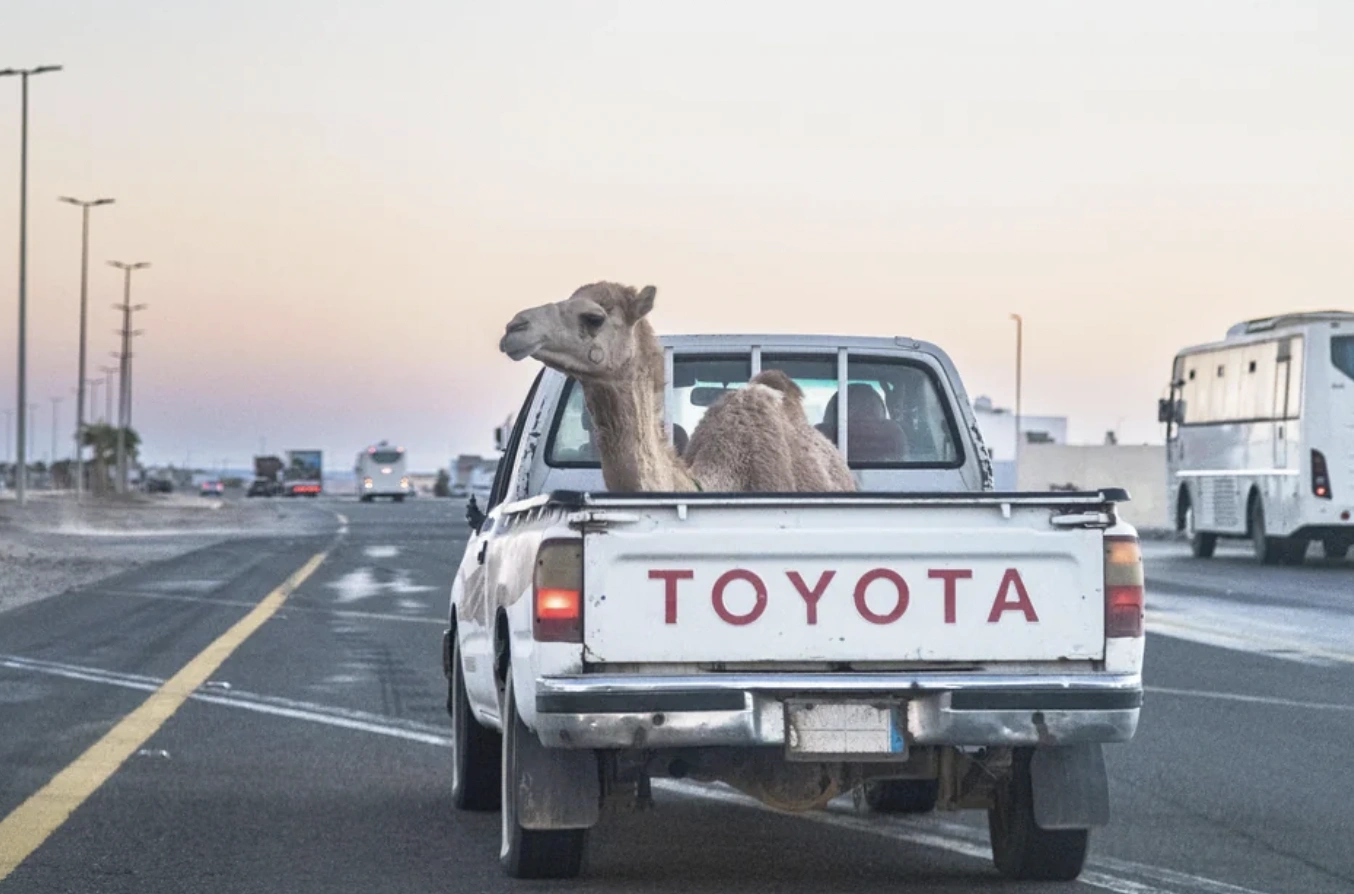 The Outlandish Methods of Transporting Oversized Creatures from Point A to Point B