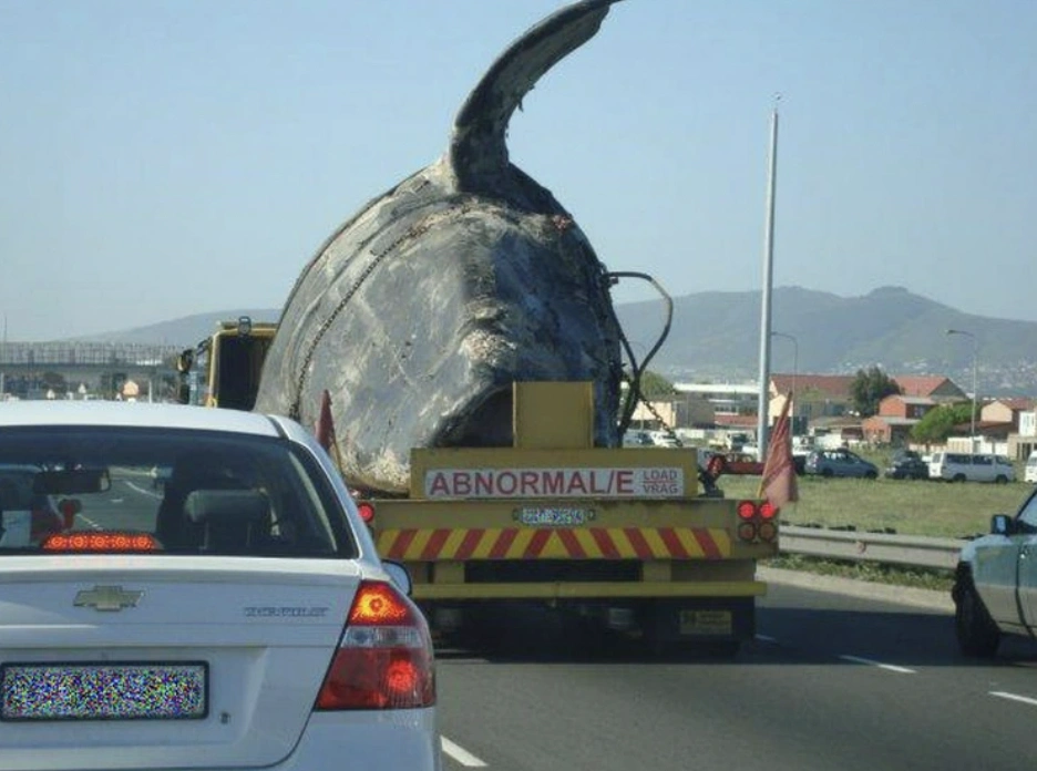 The Outlandish Methods of Transporting Oversized Creatures from Point A to Point B