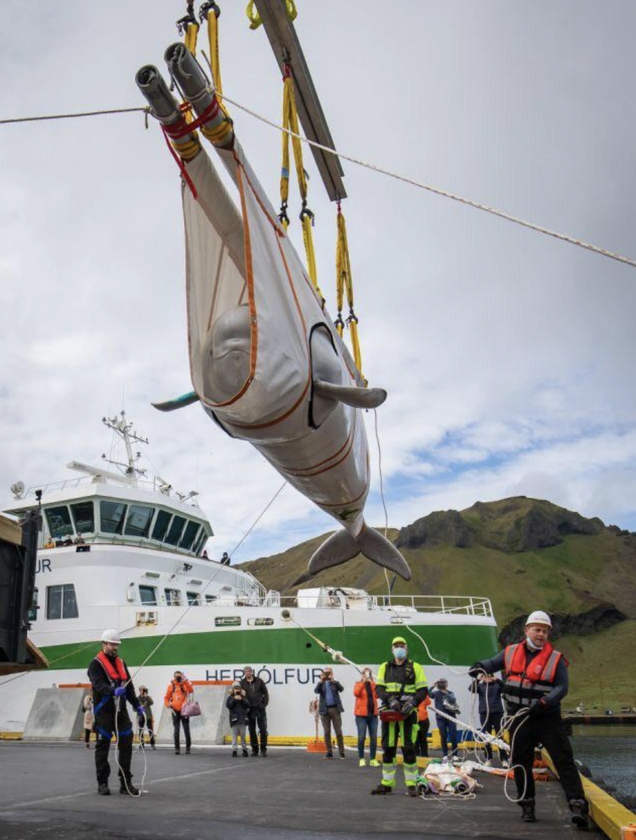 The Outlandish Methods of Transporting Oversized Creatures from Point A to Point B