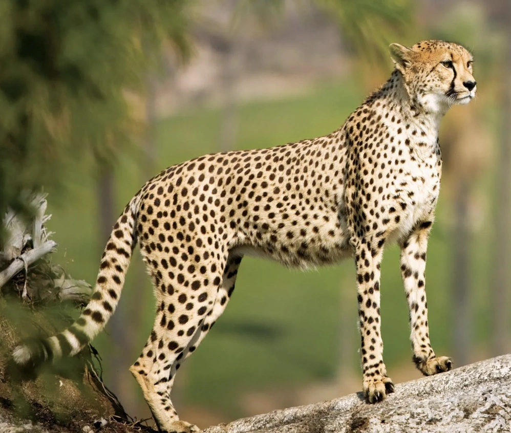 Expand Your Knowledge: 22 Surprising Facts to Expand Your Horizons