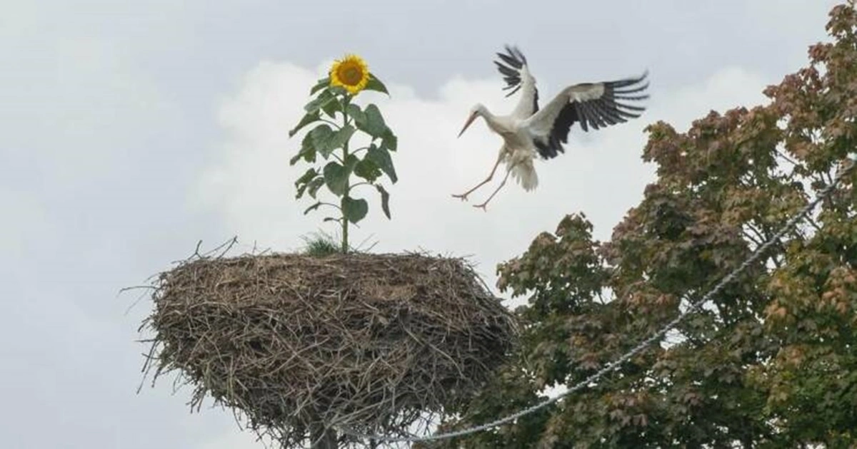 40 Bizarre Sights and Intriguing Discoveries That People Display