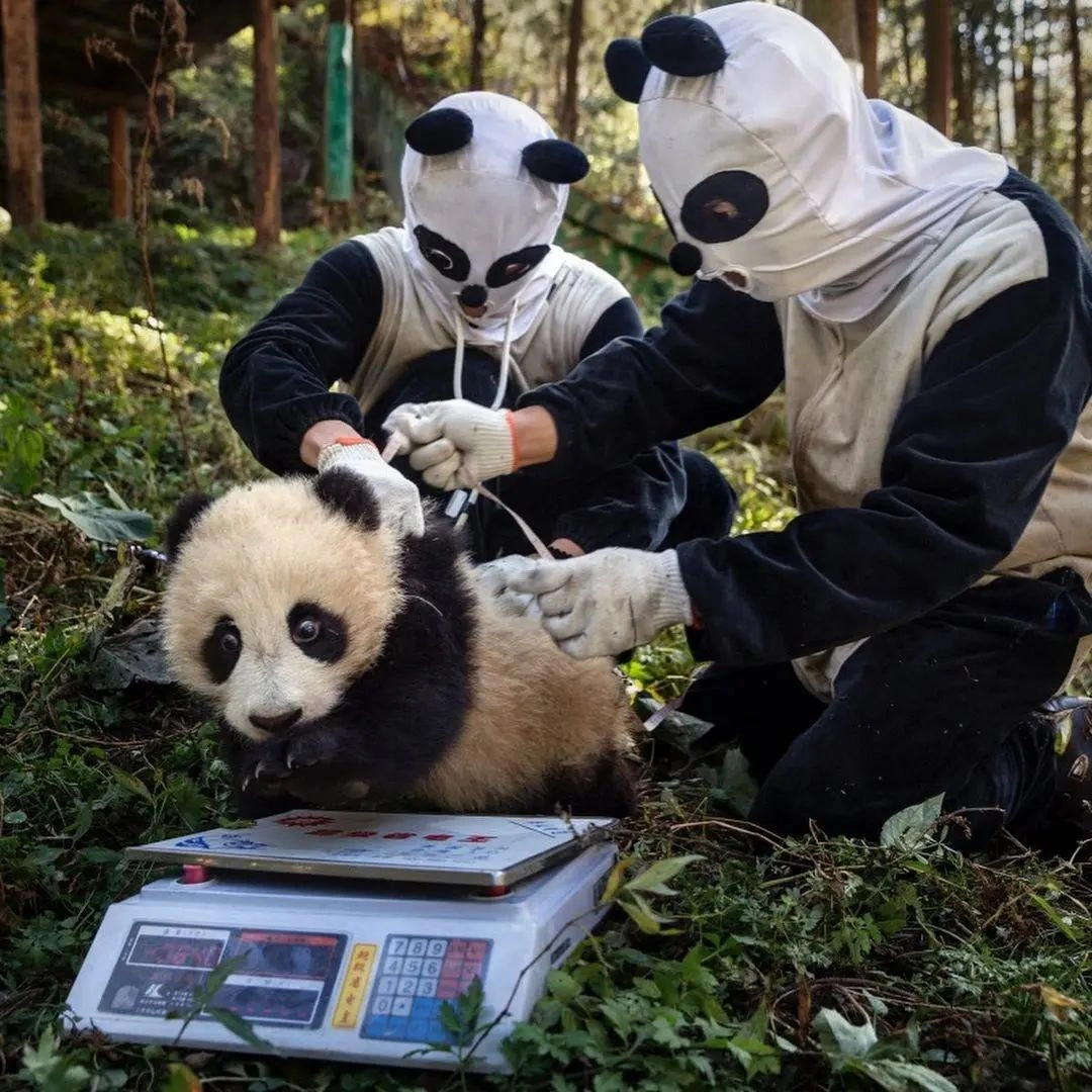 Imaginary Creatures: 30 Captivating Images from the Breeding Castle Collection