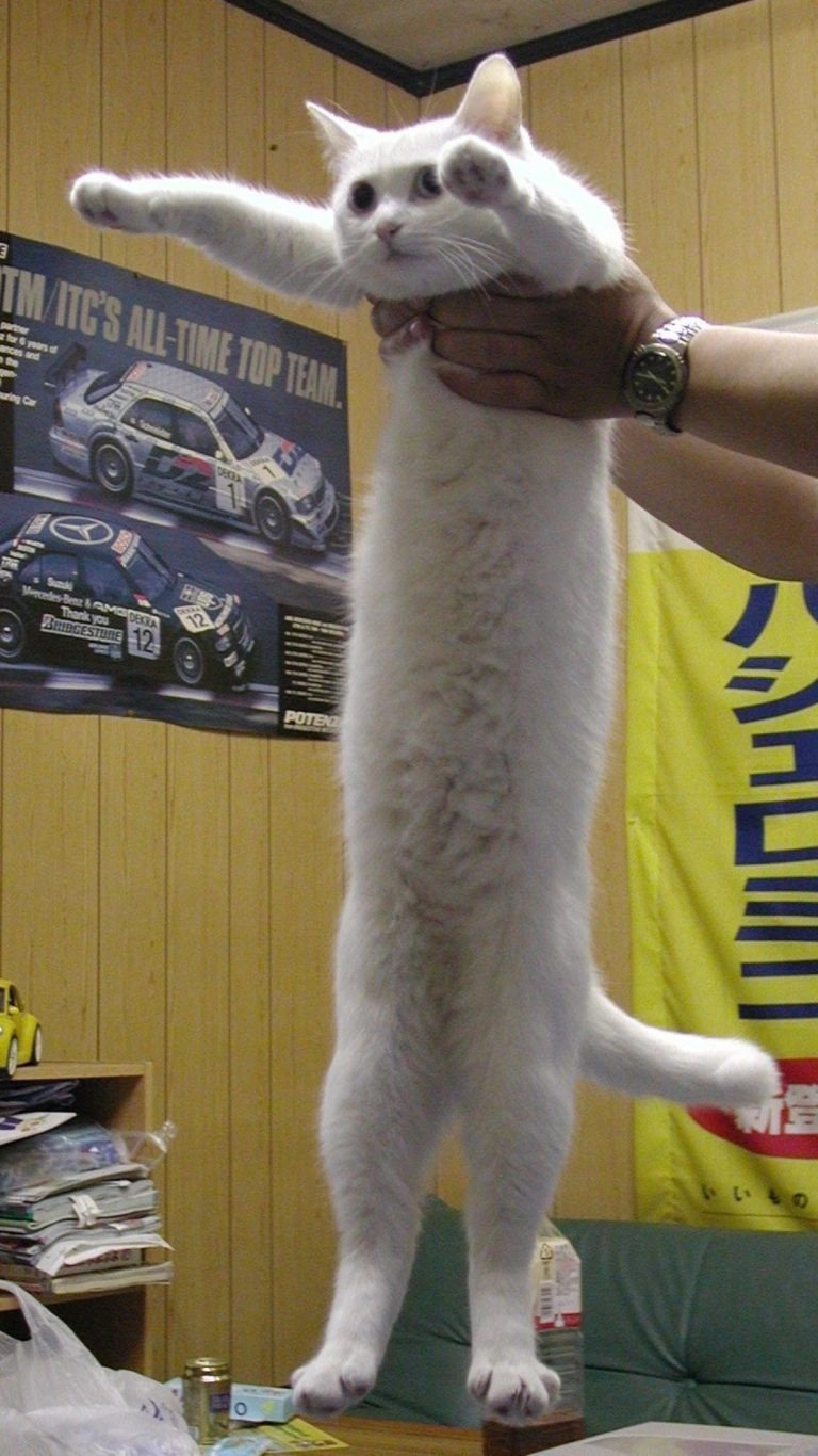 Iconic Meme Legend and Beloved Feline 'Longcat' Passes Away