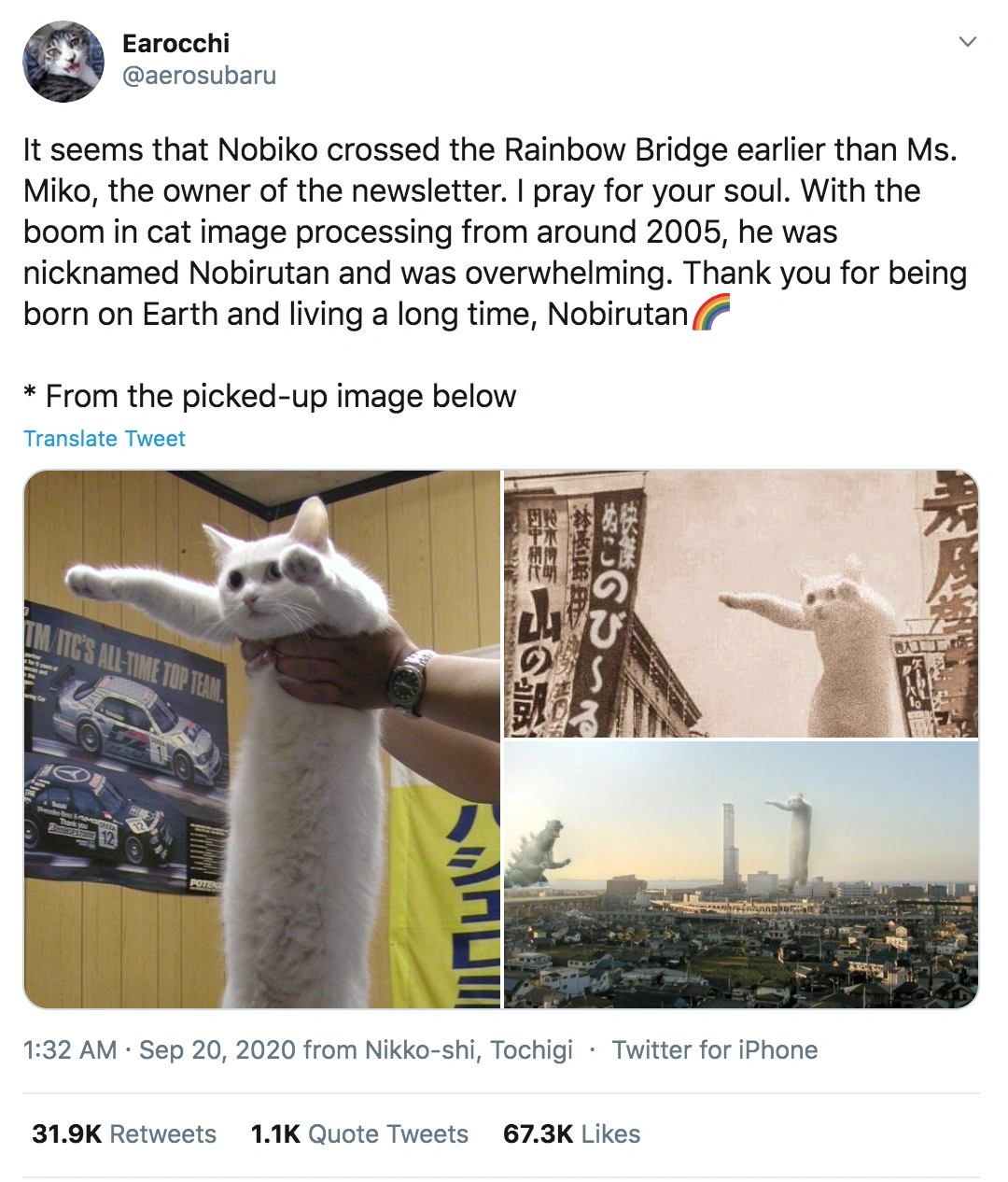 Iconic Meme Legend and Beloved Feline 'Longcat' Passes Away