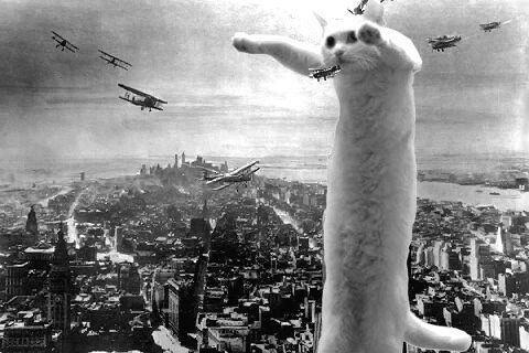 Iconic Meme Legend and Beloved Feline 'Longcat' Passes Away