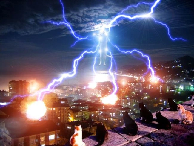 Iconic Meme Legend and Beloved Feline 'Longcat' Passes Away