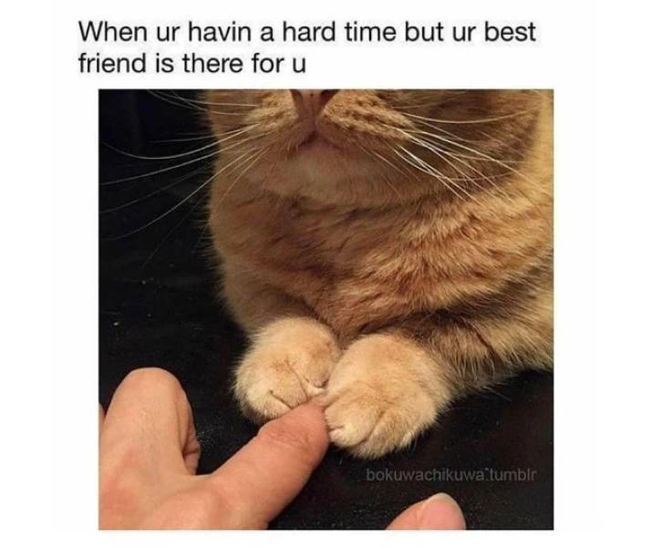 34 Uplifting Memes to Brighten Your Day
