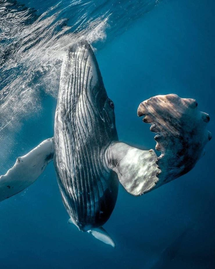 41 Breathtaking Images Capturing the Beauty of Our Remarkable World