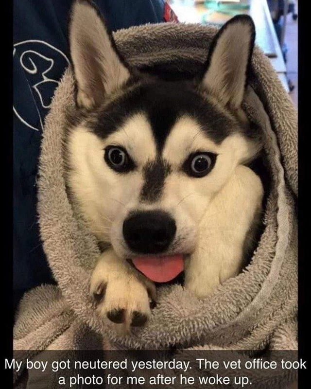 20 Adorable Animals Who May Have Had a Few Too Many Derp Moments
