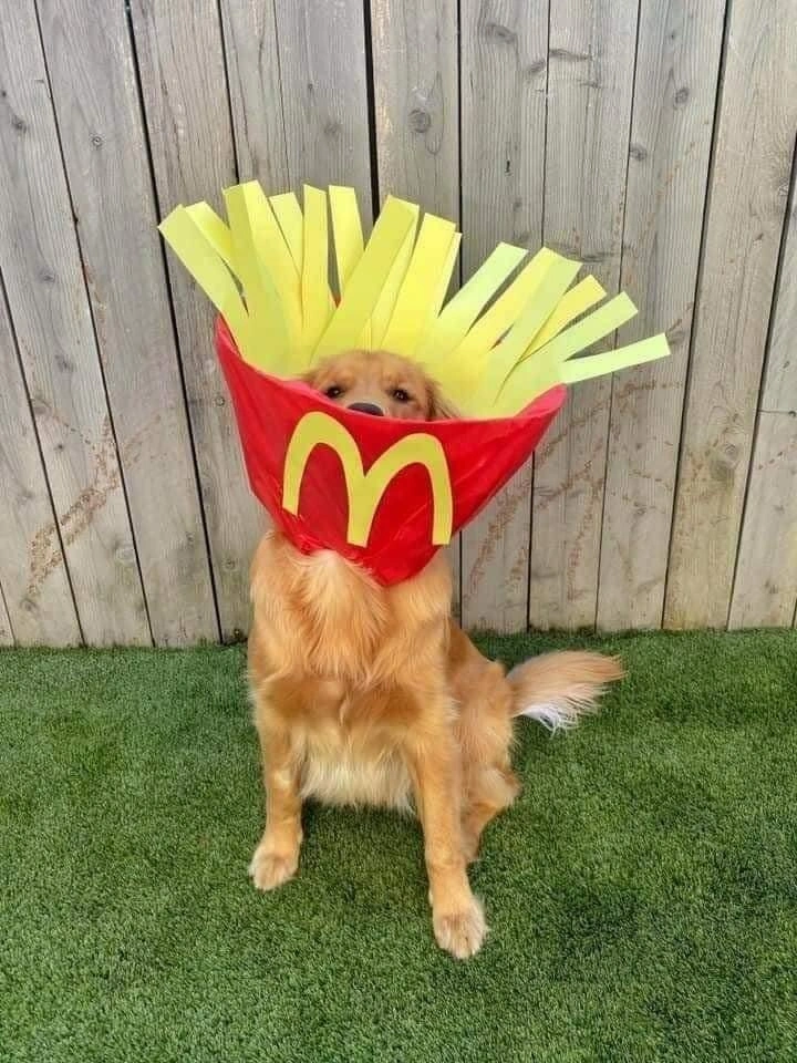 Golden Retriever's Owner Finds Creative Ways to Make His Surgical Collar Fun