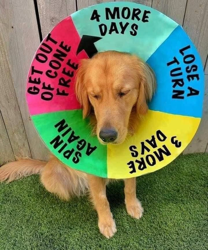 Golden Retriever's Owner Finds Creative Ways to Make His Surgical Collar Fun
