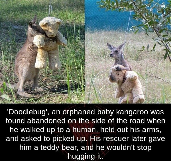 38 Uplifting Memes and Heartwarming Stories to Restore Your Faith in Humanity