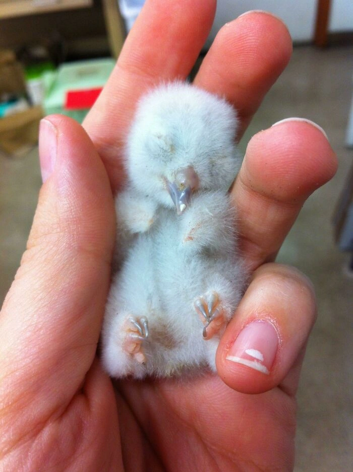 28 Photos of Irresistibly Cute Baby Animals