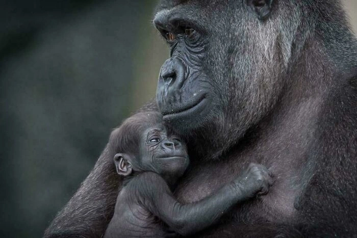 28 Photos of Irresistibly Cute Baby Animals