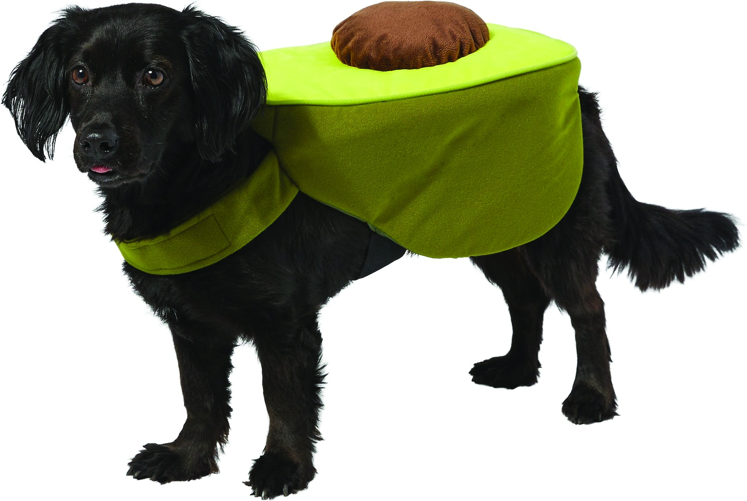 18 Spooktacular Dog Costumes That Will Make Your Pup Look Paw-sitively Cute