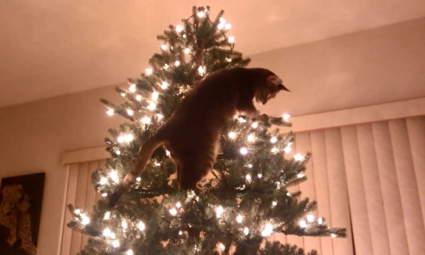 39 Festive Christmas Images and Memes to Enjoy this Holiday Season