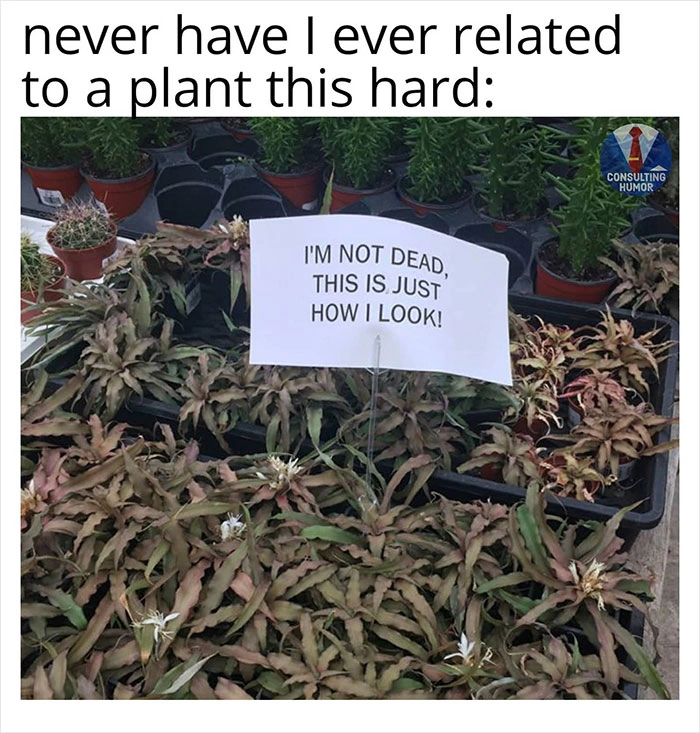 24 Melancholic Memes for the Downtrodden