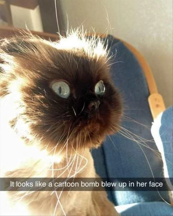 38 Captivating Cat Photos for Feline Fanatics