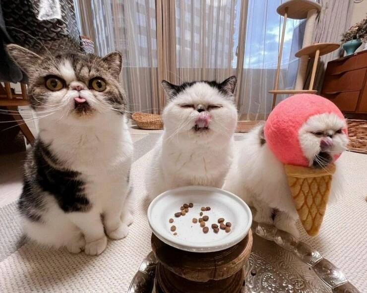 38 Captivating Cat Photos for Feline Fanatics