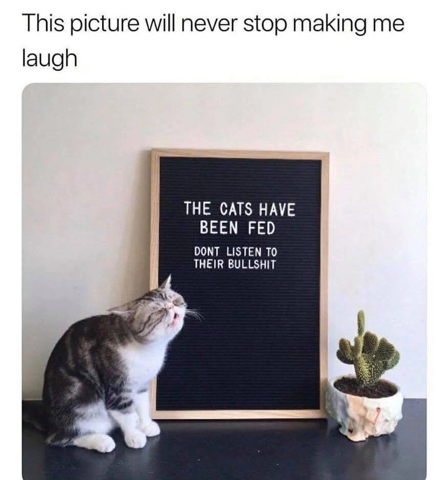 38 Captivating Cat Photos for Feline Fanatics