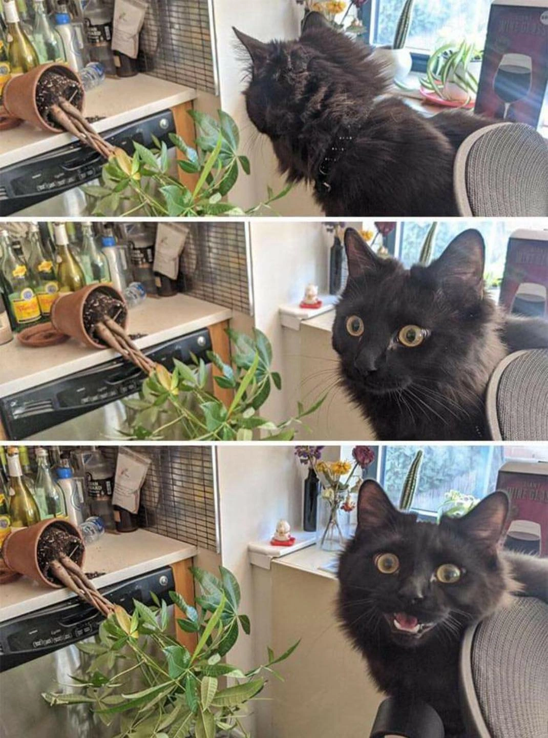 38 Captivating Cat Photos for Feline Fanatics