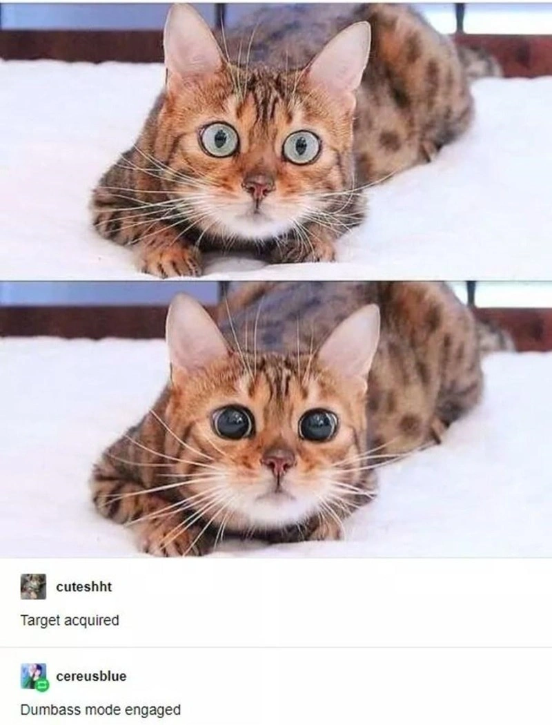 38 Captivating Cat Photos for Feline Fanatics