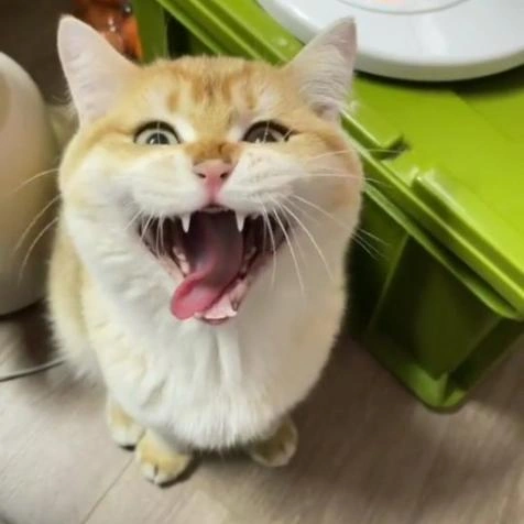 38 Captivating Cat Photos for Feline Fanatics