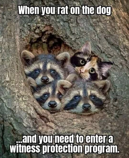 38 Heartwarming Images and Memes to Brighten Your Day