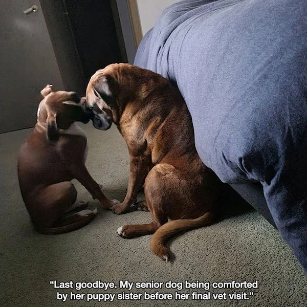 34 Heartwarming Images Guaranteed to Touch Your Soul