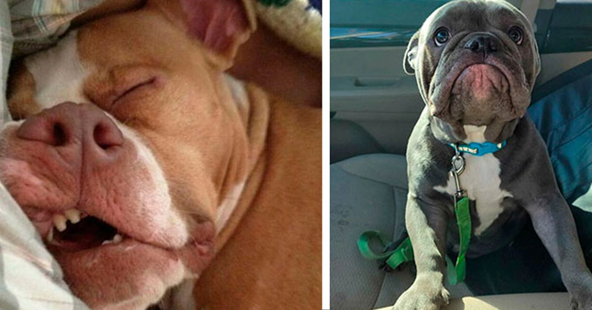 25 Heartwarming Images of Our Furry Companions