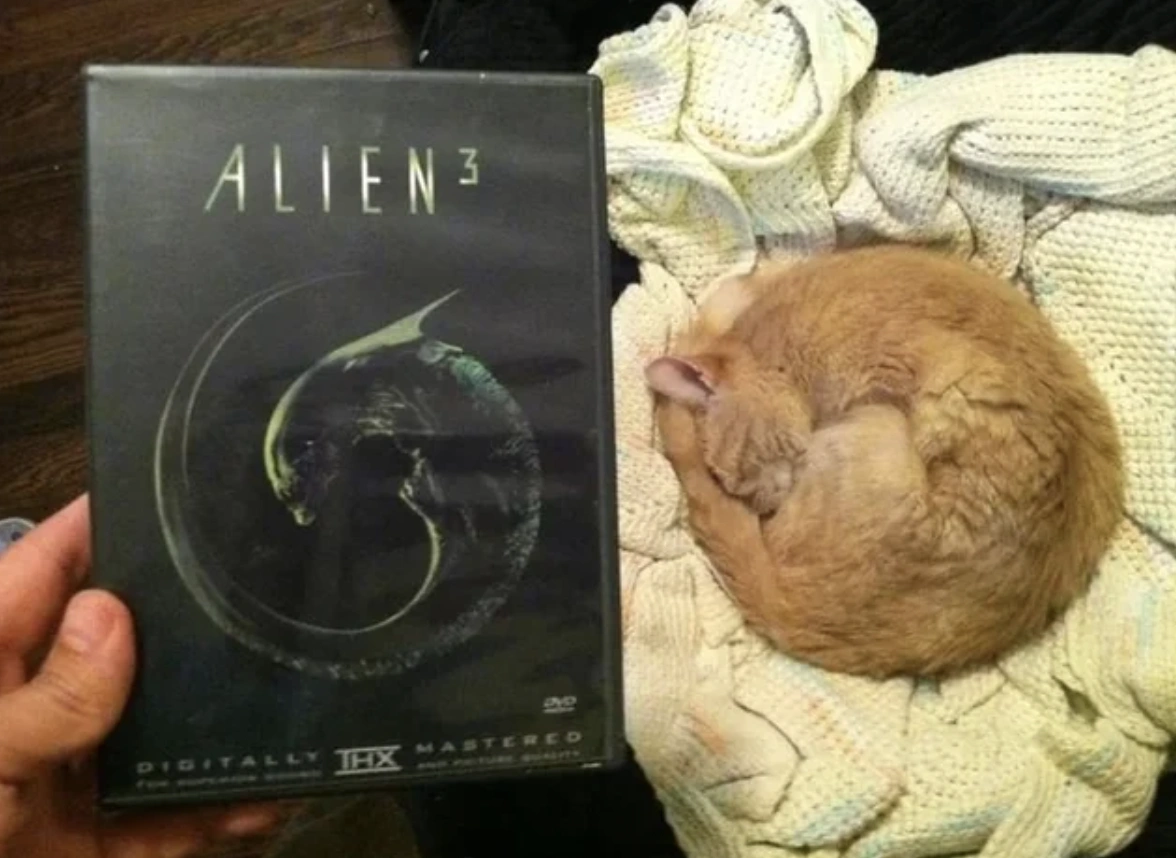 28 Unexpected Things to Brighten Your Day Completely