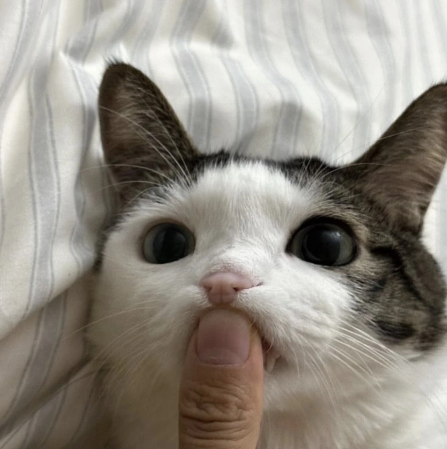 32 Captivating Images and Memes for Discerning Individuals