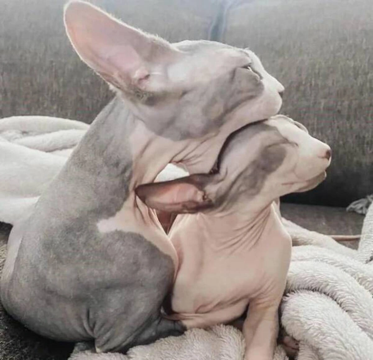 37 Whimsical Photos to Kickstart Your Thursday Morning