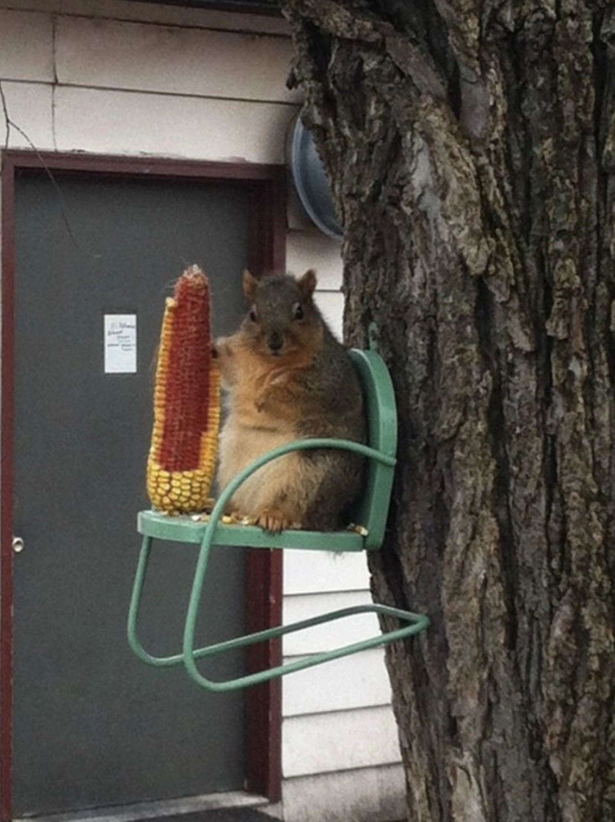 35 Squirrels Dining in Style