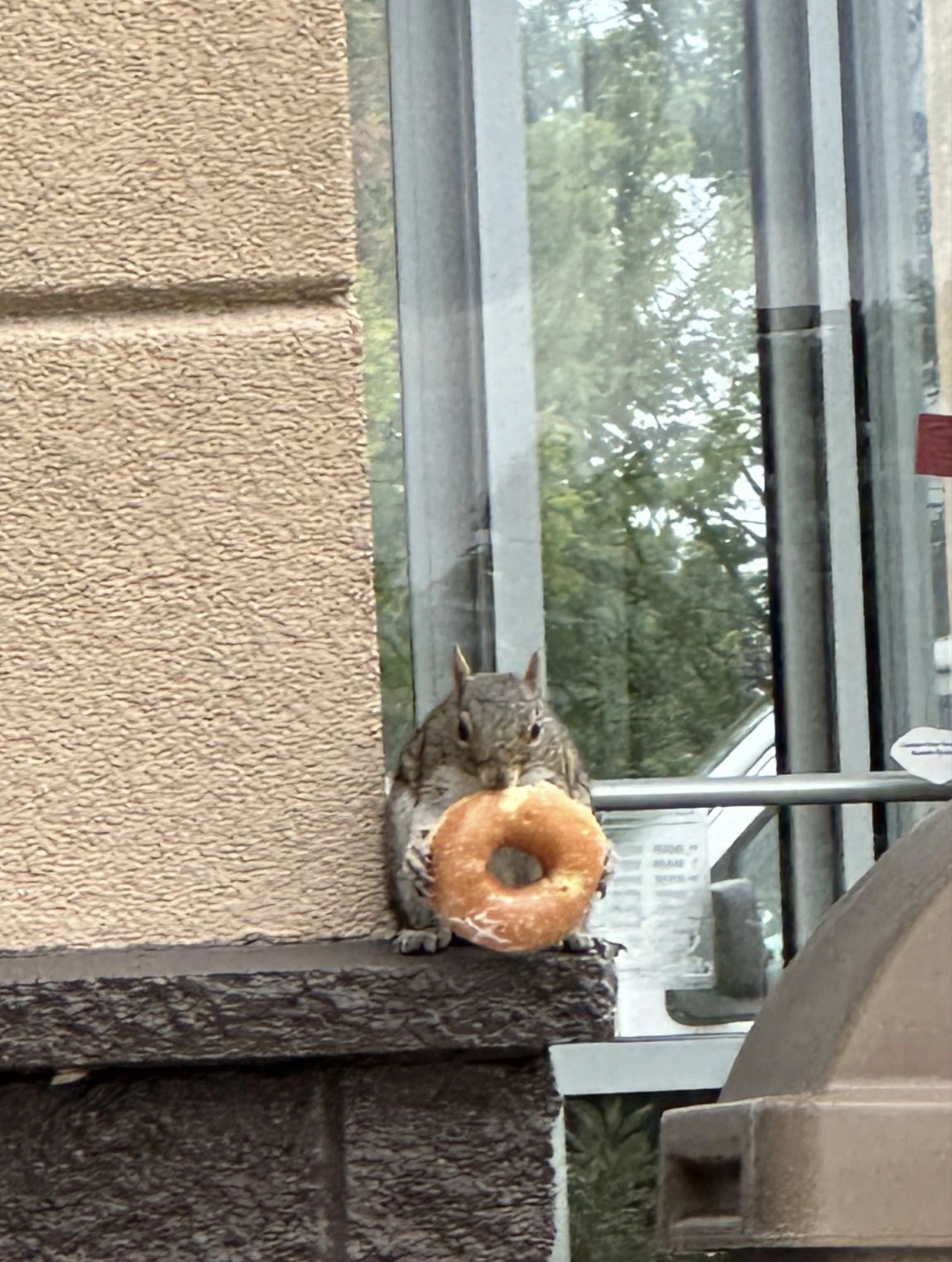 35 Squirrels Dining in Style