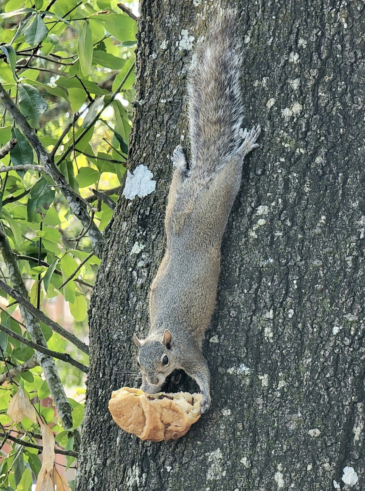 35 Squirrels Dining in Style
