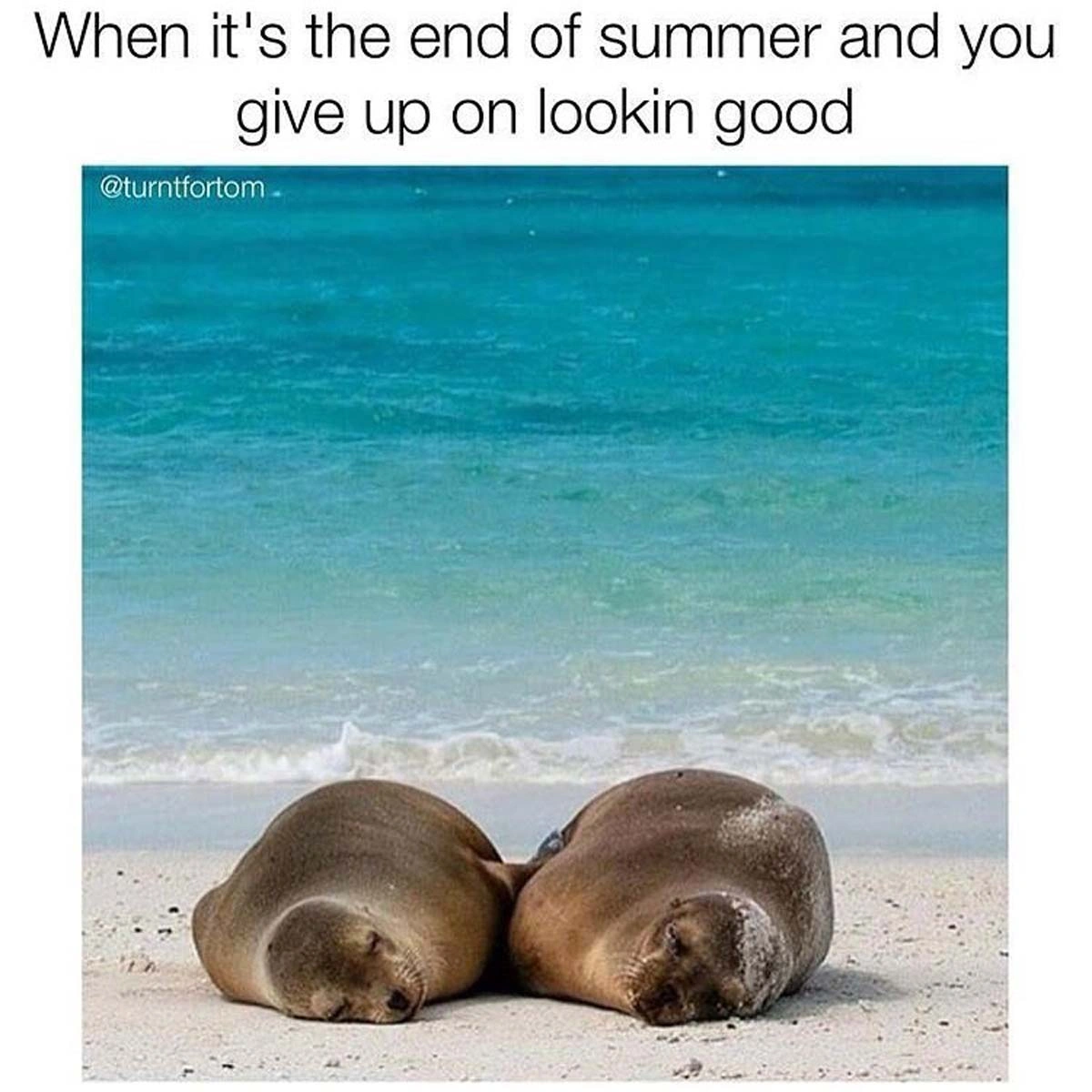 Sunday Serenity: 36 Trending Pics and Memes to Delight Your Mind