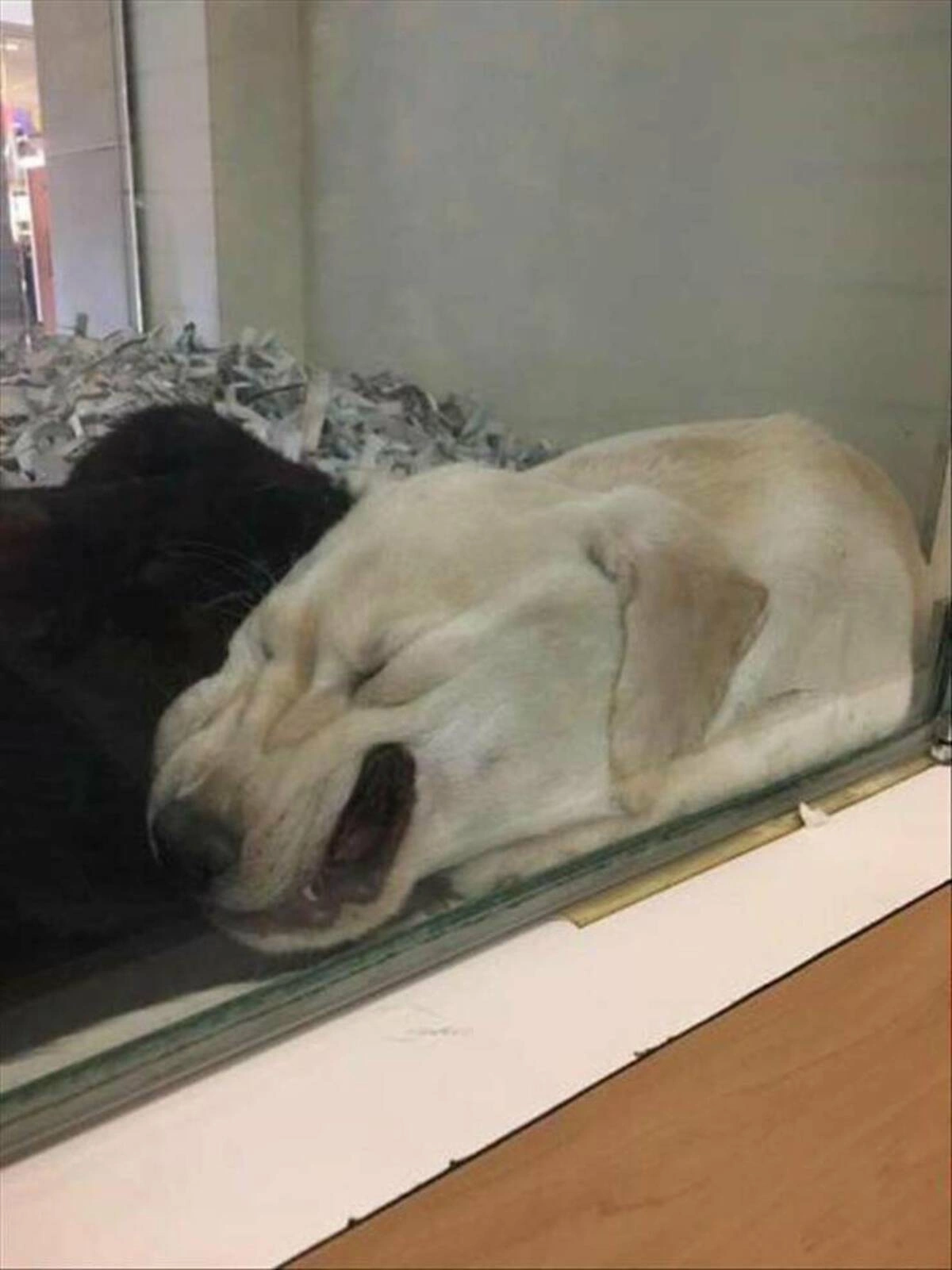 Monday Madness: 41 Random Pics and Memes to Energize Your Week