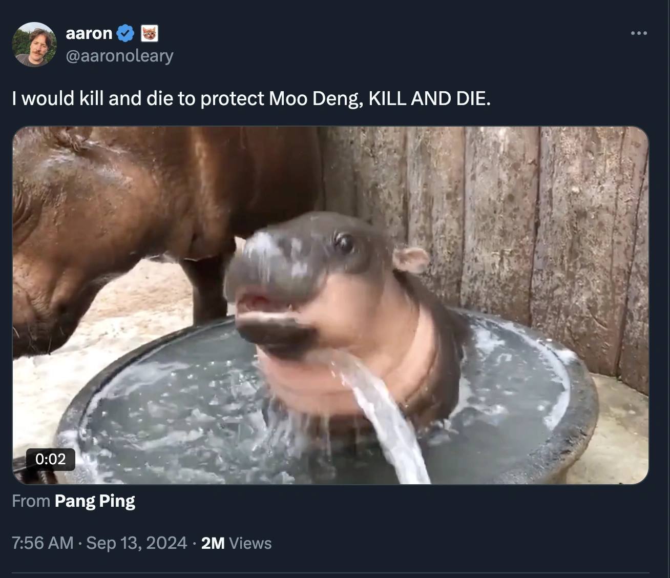 39 Fresh Moo Deng Tweets to Energize Your Week